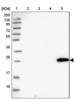 MTG2 Antibody in Western Blot (WB)