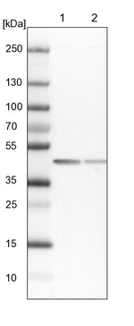 SCARA3 Antibody in Western Blot (WB)