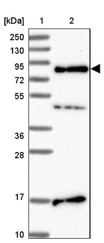 SRRM5 Antibody in Western Blot (WB)