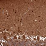 CNPY1 Antibody in Immunohistochemistry (Paraffin) (IHC (P))