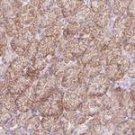 SLC38A5 Antibody in Immunohistochemistry (Paraffin) (IHC (P))