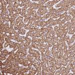 OAF Antibody in Immunohistochemistry (Paraffin) (IHC (P))