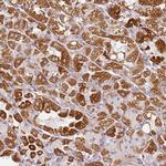 DEFB116 Antibody in Immunohistochemistry (Paraffin) (IHC (P))