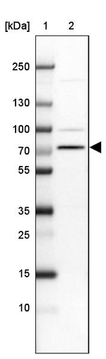 SLC44A3 Antibody in Western Blot (WB)