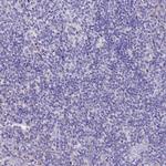 C3orf80 Antibody in Immunohistochemistry (Paraffin) (IHC (P))
