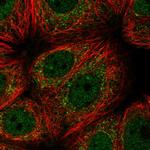 C20orf27 Polyclonal Antibody