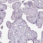 C20orf27 Antibody in Immunohistochemistry (Paraffin) (IHC (P))