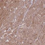 VRK2 Antibody in Immunohistochemistry (IHC)