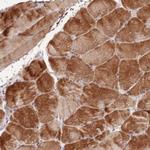 Nkx2.3 Polyclonal Antibody