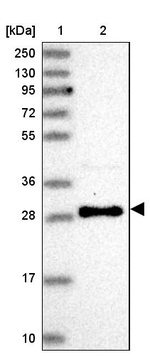 USE1 Antibody in Western Blot (WB)