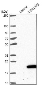 CDK2AP2 Antibody in Western Blot (WB)