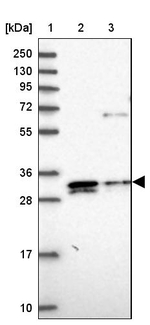 ELMOD2 Antibody in Western Blot (WB)