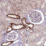 RG9MTD2 Polyclonal Antibody