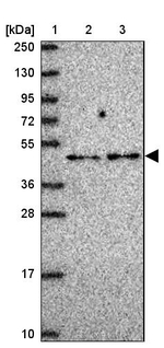 RG9MTD2 Antibody in Western Blot (WB)