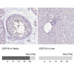 CEP19 Polyclonal Antibody