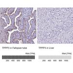 TPPP3 Antibody