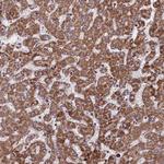 CES7 Polyclonal Antibody