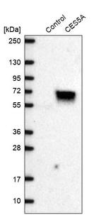 CES7 Antibody in Western Blot (WB)
