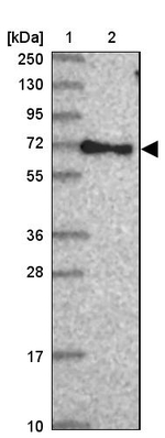 RABEP2 Antibody in Western Blot (WB)