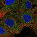 IGFL4 Polyclonal Antibody