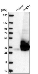 PYCR1 Antibody in Western Blot (WB)