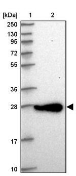 CHCHD6 Antibody in Western Blot (WB)