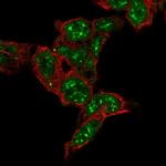 FAM120C Polyclonal Antibody