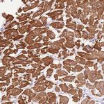 FAM120C Antibody in Immunohistochemistry (Paraffin) (IHC (P))