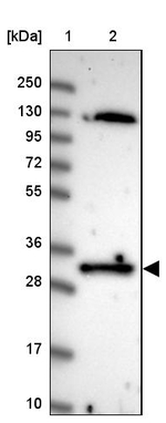 FAM84A Antibody in Western Blot (WB)