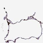 NAPSA Polyclonal Antibody