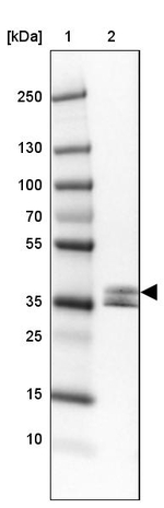 NAPSA Antibody in Western Blot (WB)