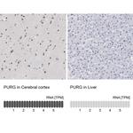 PURG Antibody in Immunohistochemistry (Paraffin) (IHC (P))