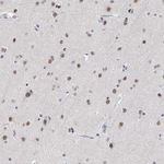 PURG Antibody in Immunohistochemistry (Paraffin) (IHC (P))