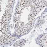 PURG Antibody in Immunohistochemistry (Paraffin) (IHC (P))