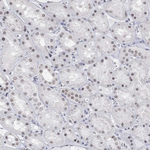 PURG Antibody in Immunohistochemistry (Paraffin) (IHC (P))