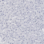 PURG Antibody in Immunohistochemistry (Paraffin) (IHC (P))
