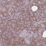 FRG2 Polyclonal Antibody