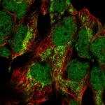 SMIM4 Polyclonal Antibody