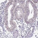 SMIM4 Antibody in Immunohistochemistry (Paraffin) (IHC (P))