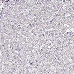 SMIM4 Antibody in Immunohistochemistry (Paraffin) (IHC (P))