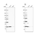 CCDC58 Antibody in Western Blot (WB)