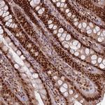 RMND5B Antibody in Immunohistochemistry (Paraffin) (IHC (P))