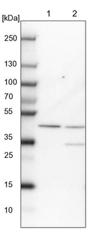 RMND5B Antibody in Western Blot (WB)