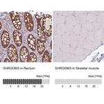 SHROOM3 Antibody