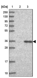 GPN3 Antibody in Western Blot (WB)