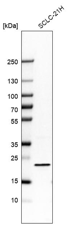 PPP1R17 Antibody in Western Blot (WB)