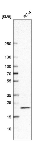 RAC1/RAC2/RAC3 Antibody in Western Blot (WB)