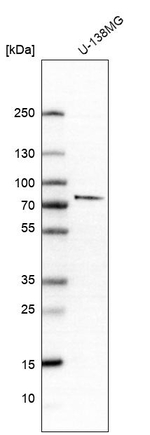 COLGALT1 Antibody in Western Blot (WB)