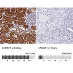 ENOSF1 Antibody in Immunohistochemistry (IHC)