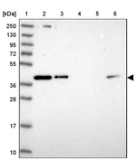 RBM4B Antibody in Western Blot (WB)